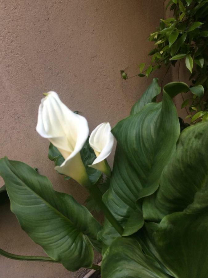 Giardino Segreto - History And Design Apartment Bologna Ngoại thất bức ảnh